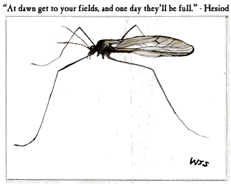 Crane Fly