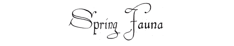 Spring Fauna